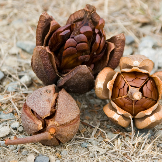 Mahogany Teakwood (Type) Fragrance Oil